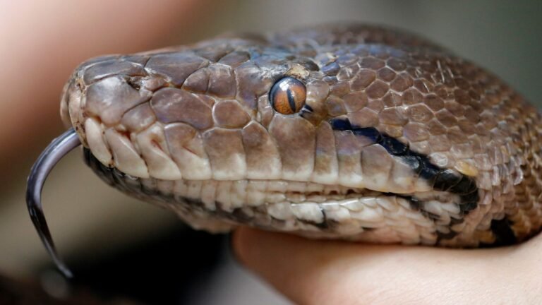 Lady eaten by 22-foot python in Indonesia | World Information