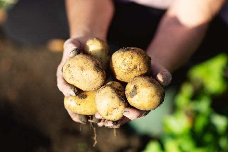 How do Potatoes Slot in a Primal Eating regimen?