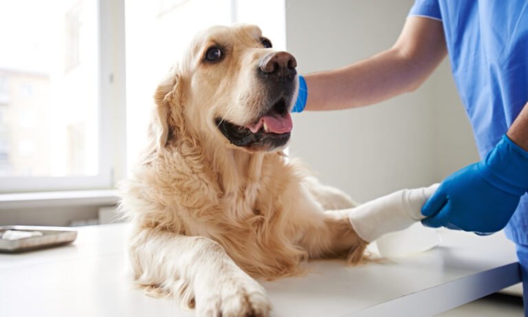 Do Pet Insurance coverage Premiums Go Up After a Declare?
