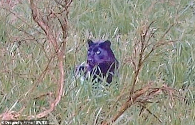 Proof huge cats are roaming the British countryside? Documentary makers uncover ‘clearest ever’ picture of panther-like creature mendacity in lengthy grass in Staffordshire