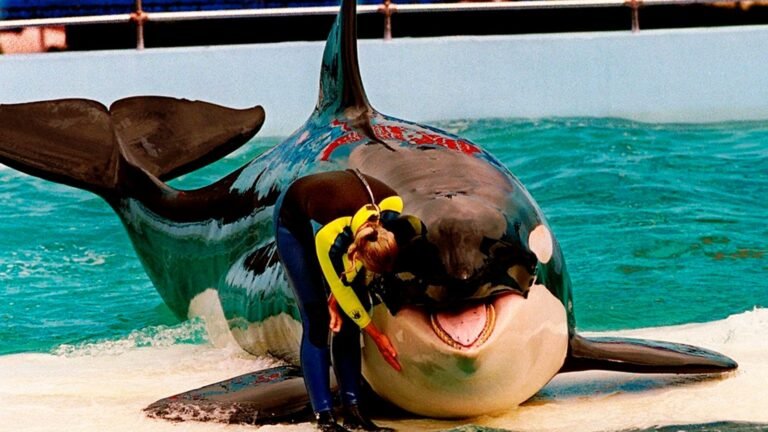 Orca Lolita dies after 52 years in captivity at Miami Seaquarium | World Information