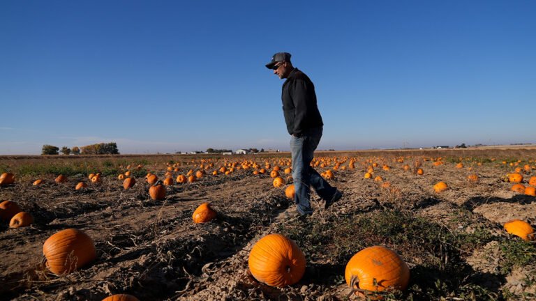 Wonky Pumpkins? Here is How This Yr’s Excessive Climate Might Have an effect on Your Fall Décor