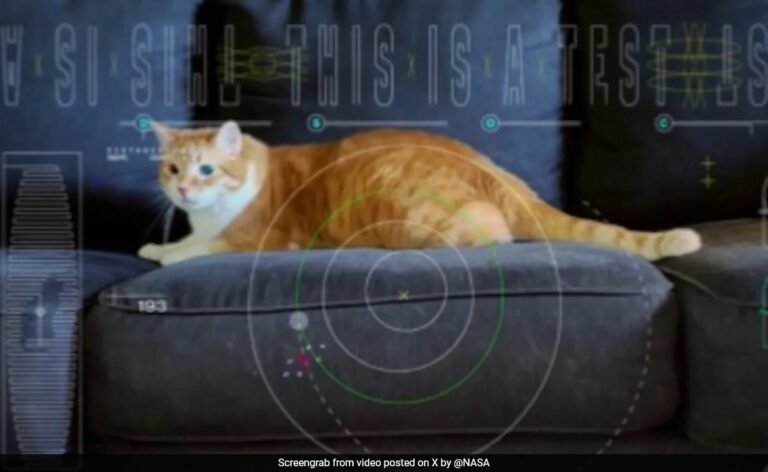 NASA Sends Cat Video To Earth From Spaceship 31 Million Km Away
