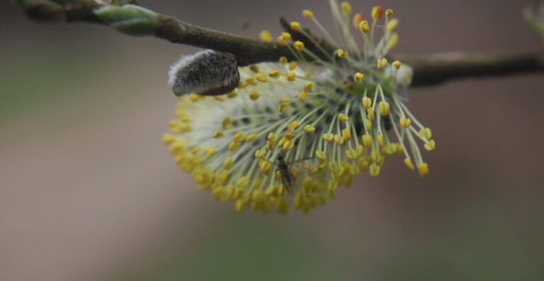 Are you able to get hay fever in February or is the pollen depend too low?