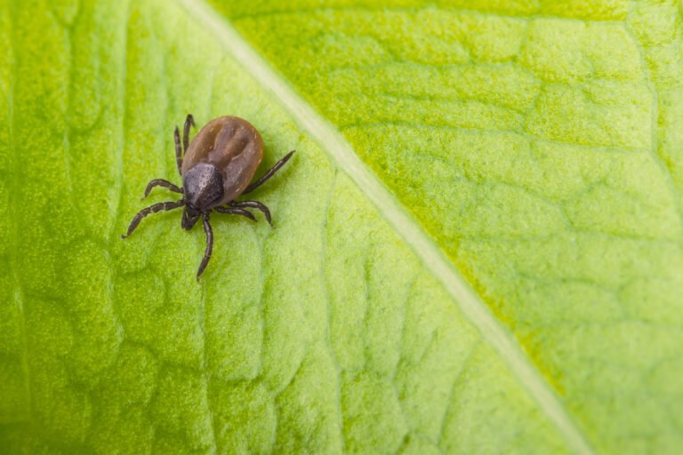 What’s Lyme illness and why will we must be tick-aware? – UK Well being Safety Company