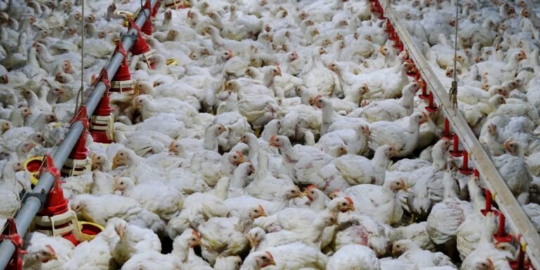 Texas avian flu spreads from cows to people and chickens, with 2 million hens destroyed